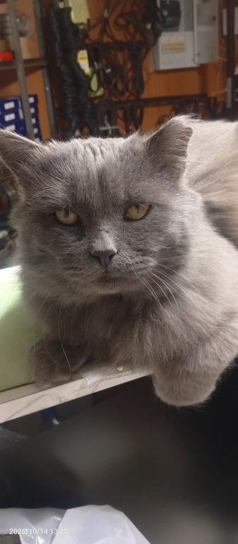 Серик, британец, кастрат