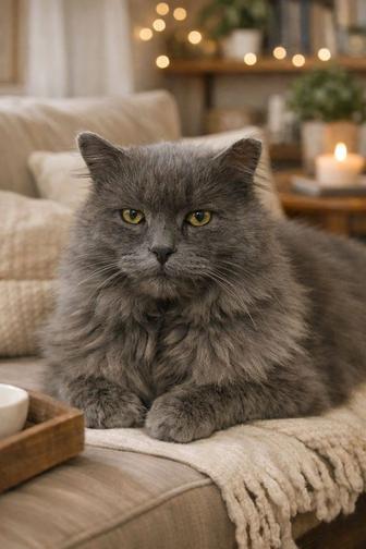 Серик, британец, кастрат