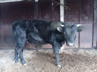 Годовалый бычек