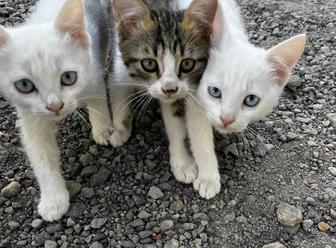 котята, бесплатно, С ДОСТАВКОЙ