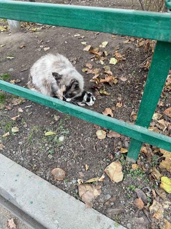 Отдам даром котенка