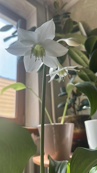 Эухарис амазонский