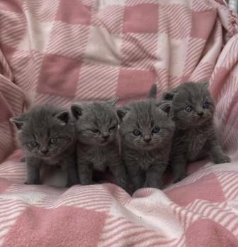 Британские котята