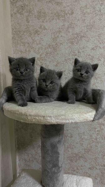 Британские котята