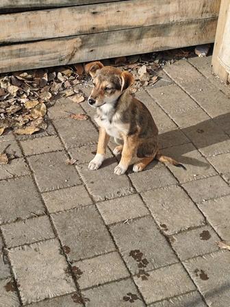 Отдам щенков девочки