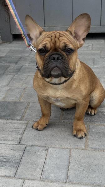 Предлагается к продаже шикарная девочка Французского бульдога