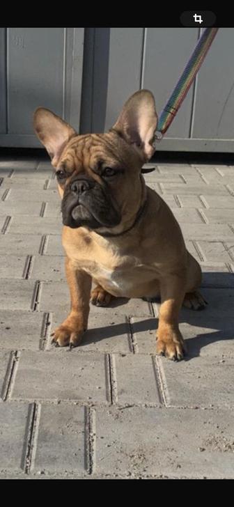 Предлагается к продаже шикарная девочка Французского бульдога