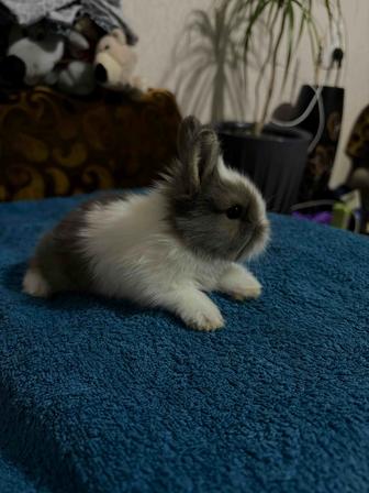 Продам Кролика