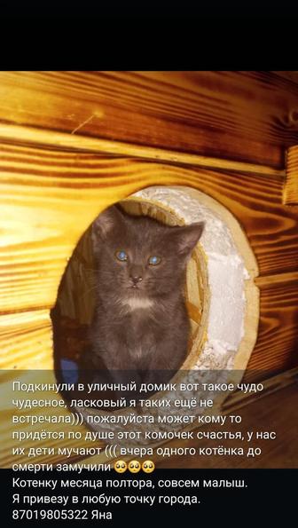 Котенок