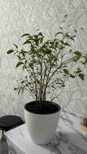 Фикус комнатный цветок