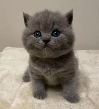 Британские котята