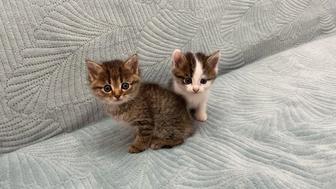 Отдам котят.