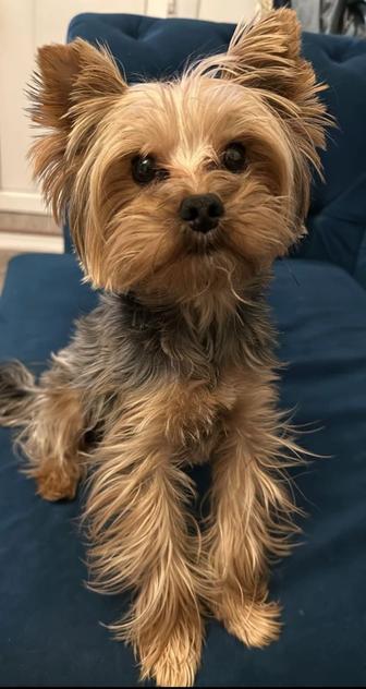 Йоркширский Терьер/ Yorkshire Terrier