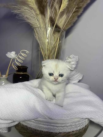 Катенок мальчик