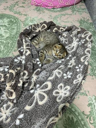 Продаются котята