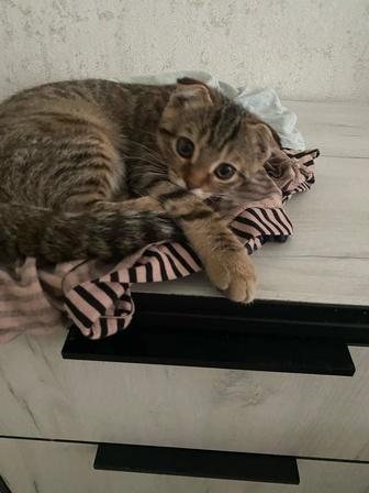 Продаются котята