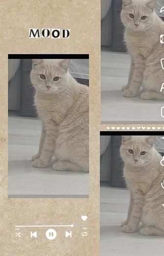 Срочно отдам котика так как аллергия