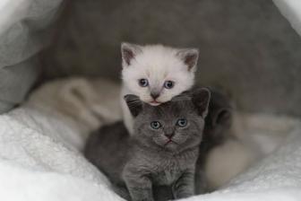 Передержка кошек и других мелких животных