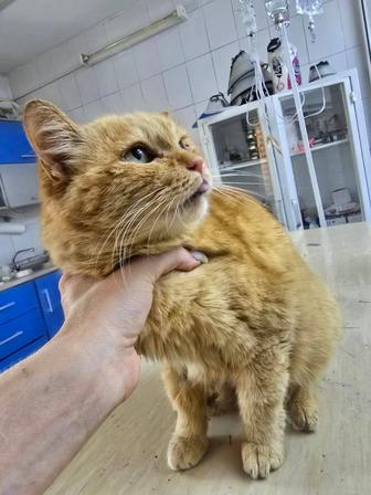 Кошечка мечтает жить дома.