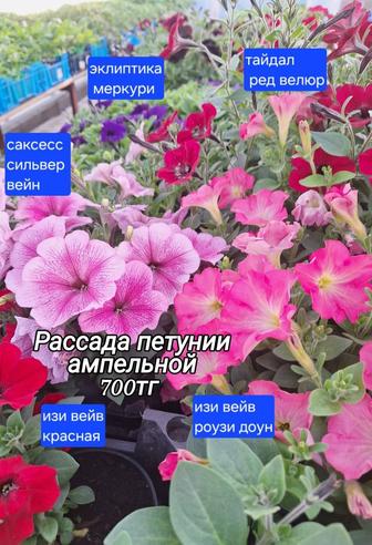 Петуния ампельная Вейвы, Эклиптика 700тг.