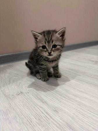 Котята метисы - шотландцы в добрые руки