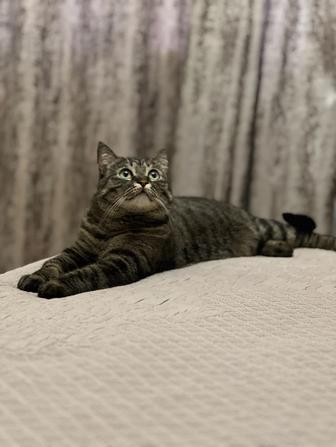 Срочно ищу дом для кошечки