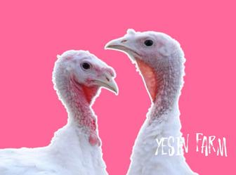 Белый широкогрудый инкубационные яйца индюков фермерская порода