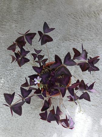 Оксалис кислица