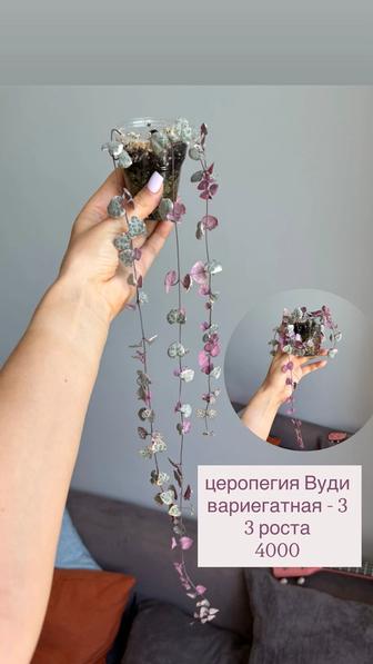 комнатные цветы (сингониум черенки, фикус эластика, церопегия, суккуленты)