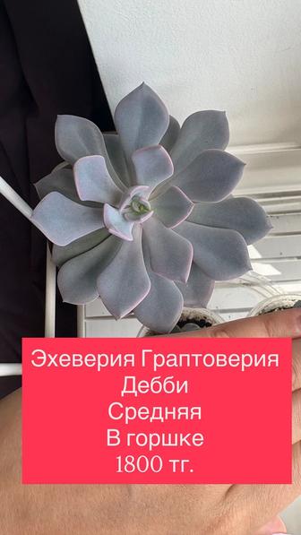 комнатные цветы , суккуленты Эхеверия и крассула