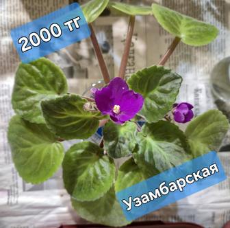 Продам фиалки комнатные