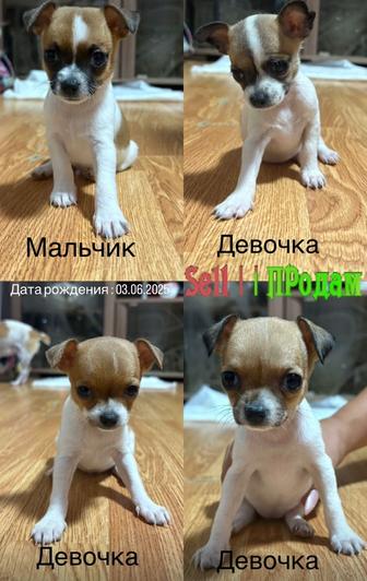 Продам щенков чихуахуа