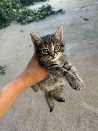 Бесплатно отдам котенка