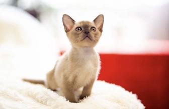 Породистые Бурманские котята