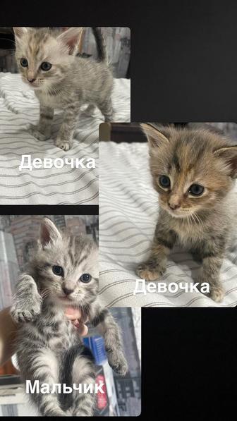 Котята Мейнкуны