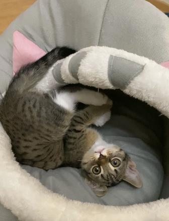 Кошка