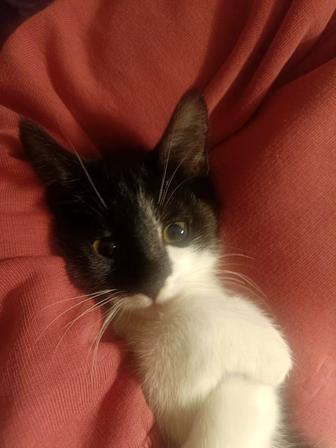 Маленькая кошечка ищет свой дом