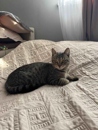 Отдам котенка в добрые руки.