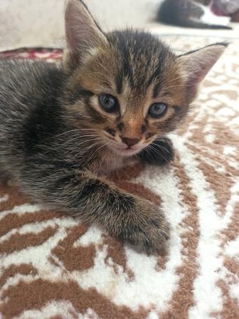 Отдаем в хорошие руки котят