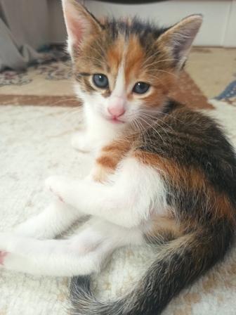 Отдаем в хорошие руки котят