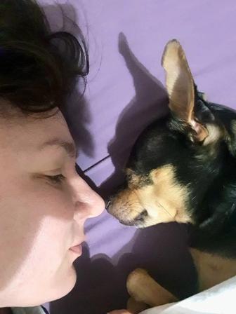 Передержка мелких пород собак