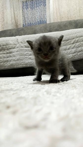 Дарю котят