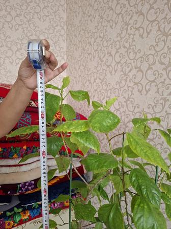 Домашний комнатный цветы