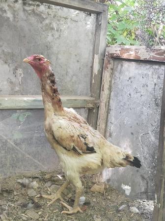 Продам дакан. 2 курочки. Взрослая и майская молодая.