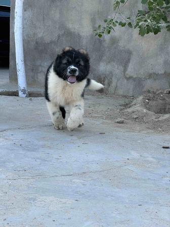 Кавказские овчарки