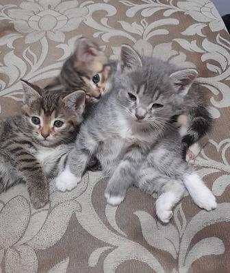 Котят бесплатно