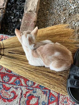 Отдаем в добрые руки котят