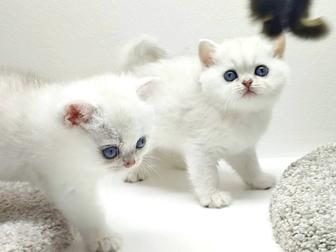 БриТанСкиЕ КотЯта