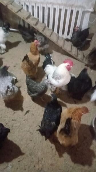 куры и петухи