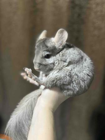 Продам самца шиншиллы